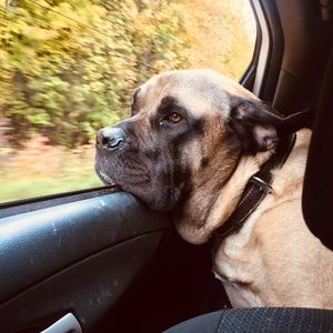 Meet your Posher, Lacey